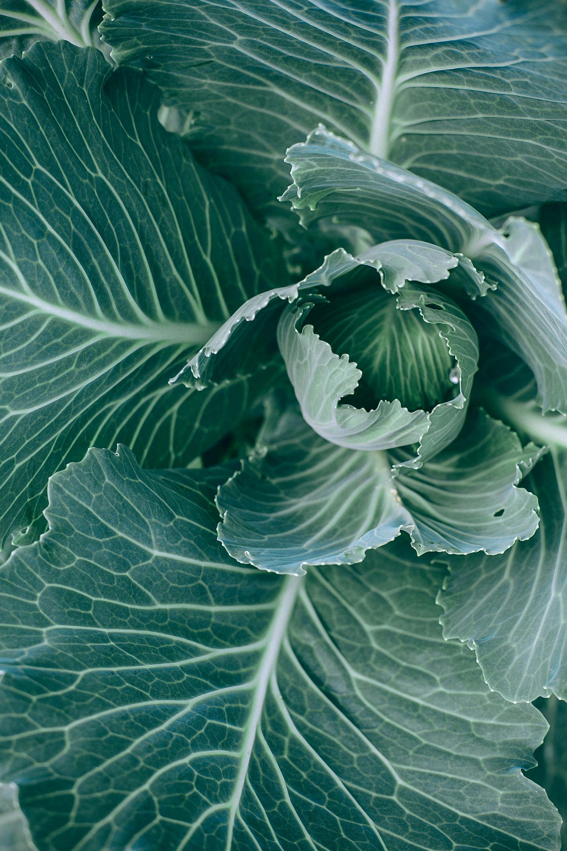 Programa de estudios: Agroecología: un enfoque de transformación sustentable de los sistemas agroalimentarios
