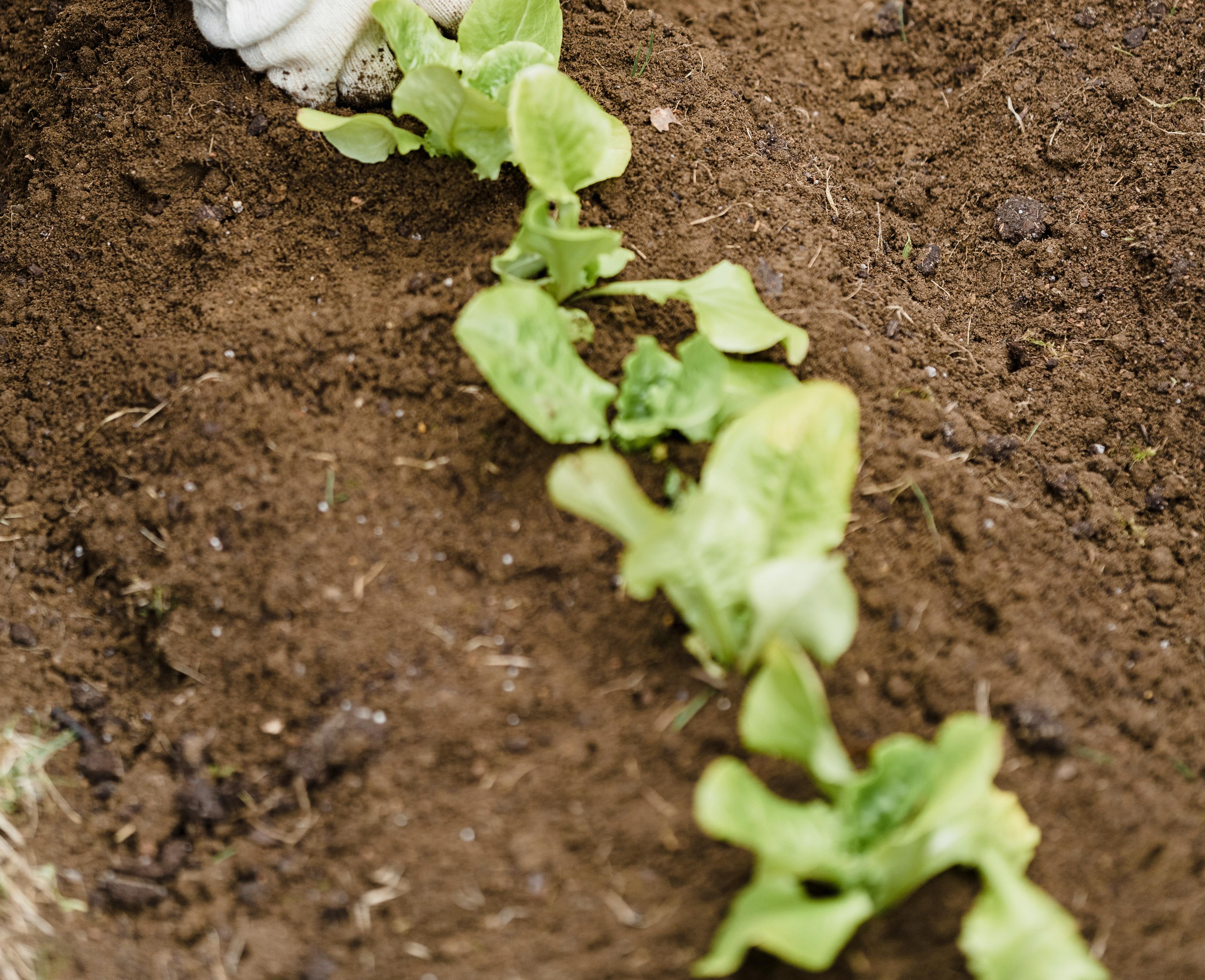 Máster interuniversitario UNIA/UCO/UPO, Módulo 19: Consumo alimentario desde la Agroecología